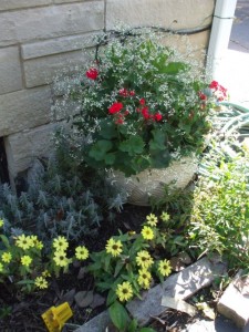 <p>Fantasia Cardinal Red Improved geranium looked great with the Diamond Frost euphorbia. Zahara Yellow zinnia softened the base of the container. (C) Jo Ellen Meyers Sharp</p>