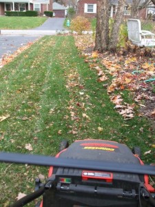 Lawn on left has had leaves mulched with mower. (C) Jo Ellen Meyers Sharp