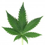 Marijuana leaf. (C) Gimmestock.com