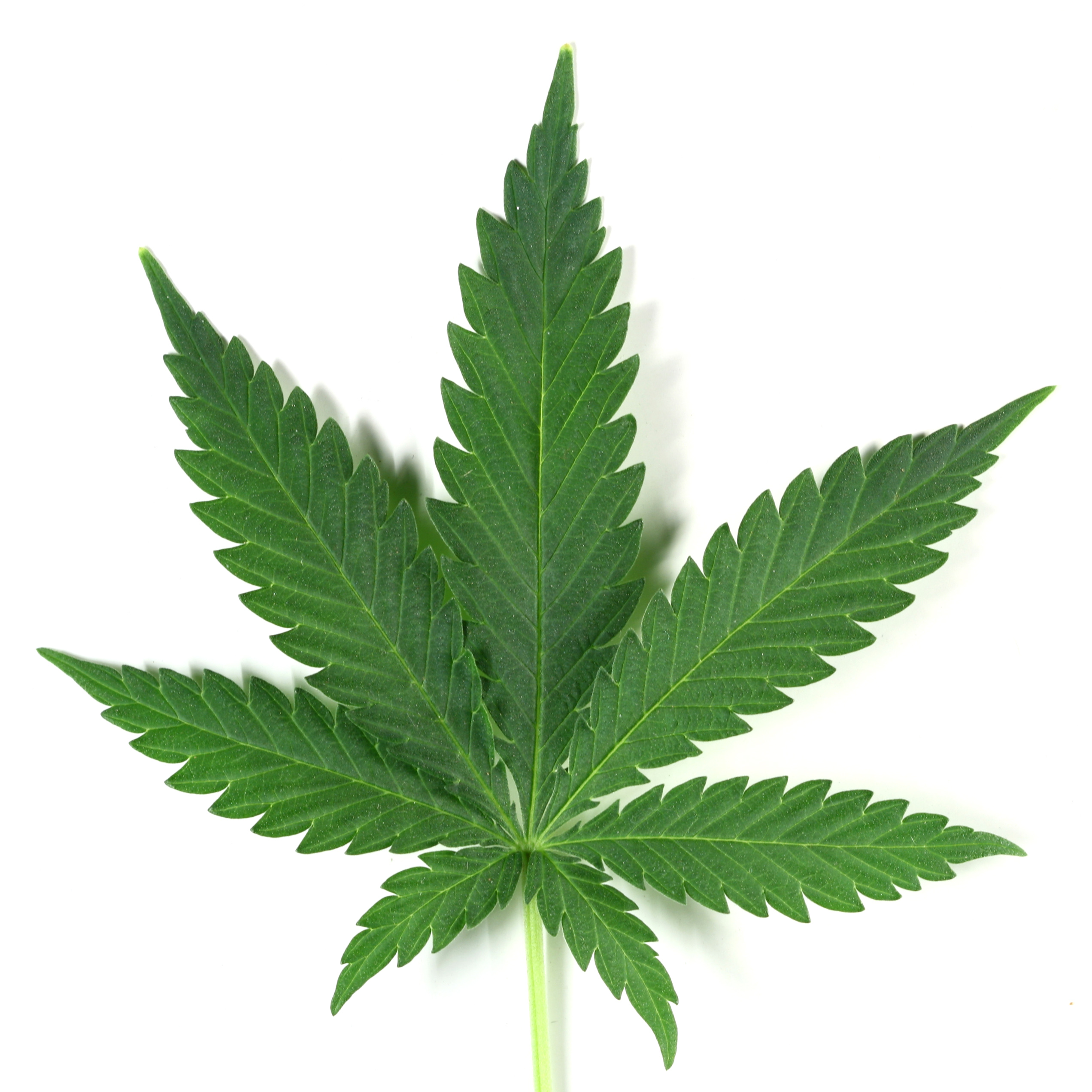 [Image: marijuana-leaf.jpg]