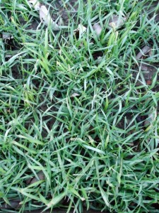 Green manure protects and replenishes garden beds in winter. (C) Jo Ellen Meyers Sharp