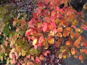 'Blue Mist' fothergilla colored up nicely this fall. (C) Jo Ellen Meyers Sharp