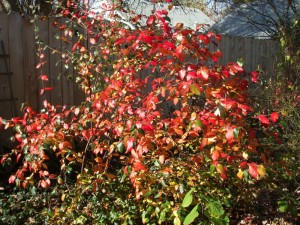Viburnum burkwoodii fall color. (C) Jo Ellen Meyers Sharp