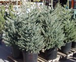 Live trees are grown in containers or as balled-and-burlapped specimens. Prepare the hole for planting in fall. Plant as soon as possible after the holiday. Photo courtesy Colorado State University.