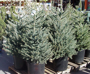 Tips for fresh cut Christmas tree selection and care | Hoosier Gardener