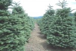 Christmas tree farm. Photo courtesy Washington State University.