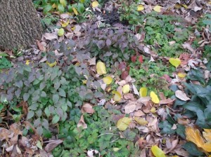 The ground cover epimedium's leaves have started to turn purple, which they will hold through winter. Nearby is a creeping foam flower (Tiarella) and Helleborus. (C) Jo Ellen Meyers Sharp