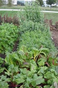 <p>Lettuces, tomatoes, corn, beans, peas and other produce valued at nearly $400 was donated from the Marion County Master Gardeners demo garden. (C) Jo Ellen Meyers Sharp</p>