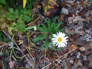 'Paladin' daisy from Terra Nova Nurseries has one bloom and the bud of another. (C) Jo Ellen Meyers Sharp