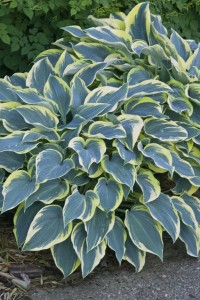 Hosta growers name 'First Frost' the 2010 Hosta of the Year. Photo courtesy perennialresource.com