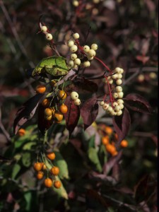 American bittersweet is poisonous, so use care when decorating with the orange berries, seen here climbing on a dogwood (Cornus). Photo courtesy wildflower.org
