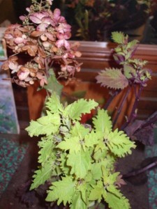 <p>'Henna' coleus has turn almost all green, but still looks nice with the 'Pinky Winky' hydrangea. (C) Jo Ellen Meyers Sharp</p>