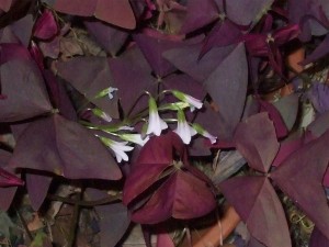 <p>Purple leaf oxalis is still shooting blooms, albeit, indoors. (C) Jo Ellen Meyers Sharp</p>