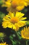 <p>'Mesa Yellow' blanket flower.</p>