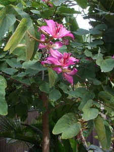 Fragrant pink orchid tree. (C) Jo Ellen Meyers Sharp
