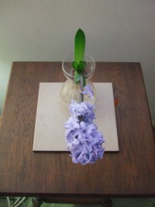 Fragrant hyacinth has decided to take life head on. (C) Jo Ellen Meyers Sharp