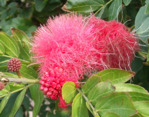 Powder puff tree is just one of the many tropical plants at Garfield Park in Indianapolis. (C) Jo Ellen Meyers Sharp