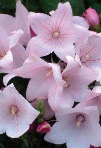 'Fuji Pink' balloon flower also earned good marks in the trial at the Chicago Botanic Garden. Photo courtesy perennialresource.com