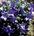 Four-star winner 'Sentimental Blue' balloon flower got about 12 inches tall and wide in trials at the Chicago Botanic Garden. Photo courtesy perennialresource.com