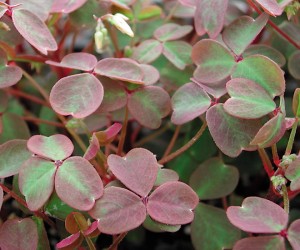 <p>Copper Tones oxalis has reddish-green foliage. Photo courtesy ProvenWinners.com</p>