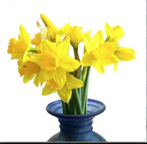 Daffodils, the birth flower for March, symbolizes unequaled love or sympathy. (C) Gimmestock.com