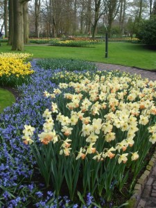 <p>Scilla forms a blue river between plantings of daffodils at Keukonhof in Spring 2010. (C) Jo Ellen Meyers Sharp</p>