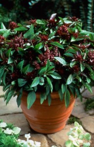 Siam Queen basil can be grow in the Indiana garden or in pots. Photo courtesy All-America Selections.