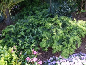 <p>Japanese plum yew works as a low-growing ground cover in the Nighgroup's shady garden. (C) Jo Ellen Meyers Sharp</p>