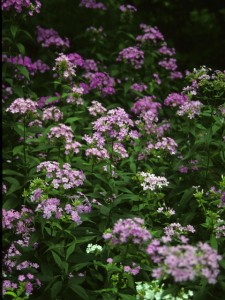 Native phlox is sometimes confused with the invasive dame's rocket. Photo courtesy Lady Bird Wildflower Center, wildflower.org