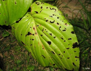 Small holes in hosta leaves are a sure-sign of slugs. (C) Photo by L. Jesse/Iowa State University