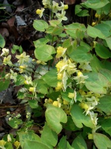 Epimedium, sometimes called barrenwort, is easy to grow and does well in dry shade. (C) Jo Ellen Meyers Sharp