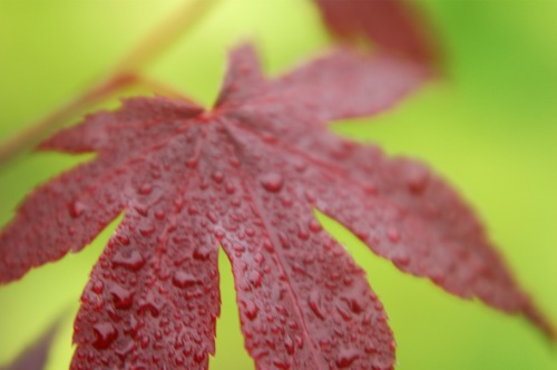 japanese maple leaves. Rain on Japanese maple leaf.