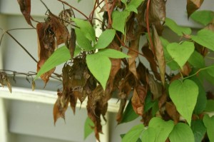 A fungus disease causes a Clematis vine to wilt. (C) Shirley Remes 