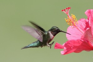 Hummingbirds visit all types of hibiscus, including this tropical one. (C) Steve Byland/Fotolia