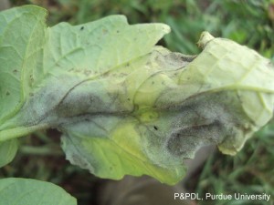 Late blight fungus on tomato leaf. Photo courtesy Purdue University.