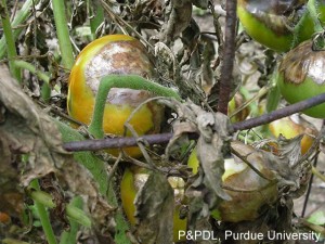 Late blight on tomato plant. Photo courtesy Purdue University
