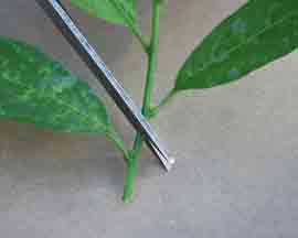 Take the herbaceous cutting just below a leaf node. Photo courtesy Purdue Universtiy