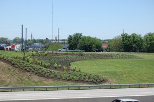 The National Roadside Vegetative Management Association awarded the Best Urban Roadside Project in the United States to Eli Lilly and Company and Keep Indianapolis Beautiful. Photo courtesy Carole Copeland/Eli Lilly and Company