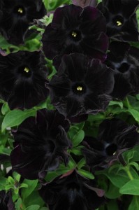 Black Velvet petunia from Simply Beautiful. Photo courtesy Simply Beautiful