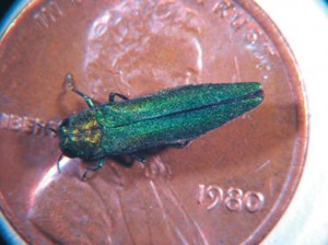 Emerald ash borer. Photo courtesy Purdue University