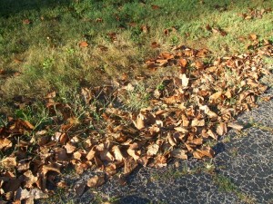 Leaves saturated with spring and early summer rains boiled in the dry, heat of August. (C) Jo Ellen Meyers Sharp