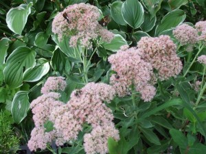 'T Rex' sedum and many other sedums are late season food sources for bees, butterflies and other pollinators. (C) Jo Ellen Meyers Sharp