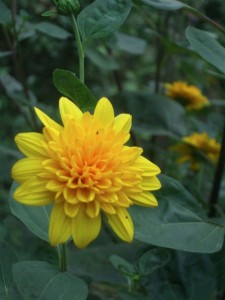 ‘Sunshine Daydream,’ a perennial sunflower, has bloomed all summer in the Indiana Garden. (C) Jo Ellen Meyers Sharp 