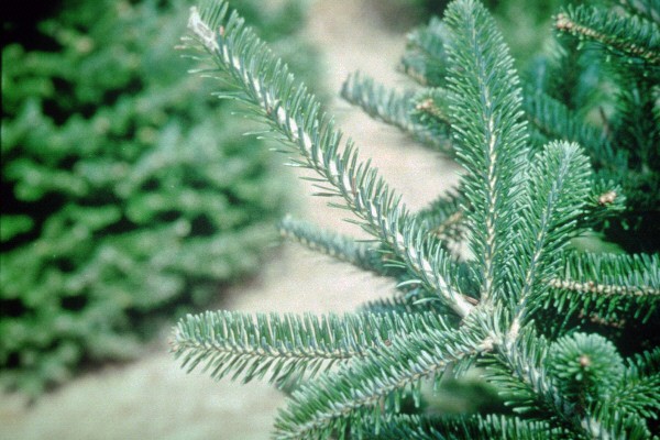 Tips for fresh cut Christmas tree selection and care | Hoosier ...