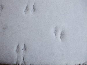 Birds leave tracks in the snow. (C) Jo Ellen Meyers Sharp