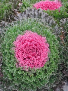 <p>'Glamour Red' is AAS' first ornamental kale to win an award. Photo courtesy All-AmericaSelections.org</p>