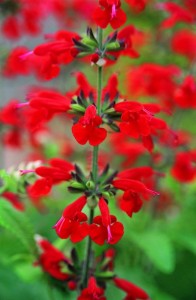 <p>Salvia 'Summer Jewel Red.' Photo courtesy All-AmericaSelections.org</p>