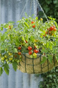 <p>'Lizzano' tomato would work well in a hanging basket or a patio pot. Photo courtesy All-AmericaSelections.org</p>