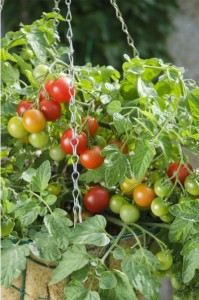 <p>Tomato ‘Terenzo’ is a sweet candidate for hanging baskets or patio containers. Photo courtesy All-AmericaSelections.org</p>