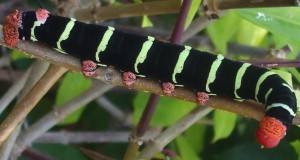 <p>Caterpillar of Pseudosphinx tetrio, which morphs into the hawk moth in Grenada. (C) Jo Ellen Meyers Sharp/hoosiergardener.com</p>